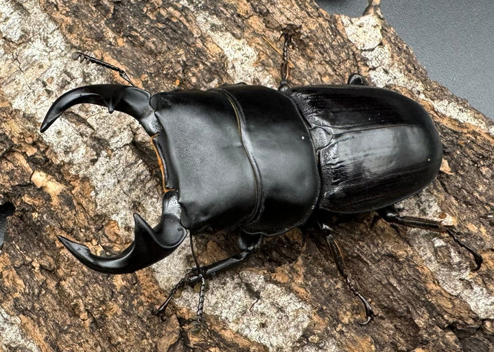 【WD】《ジャワパリーオオクワ 60mm ペア》