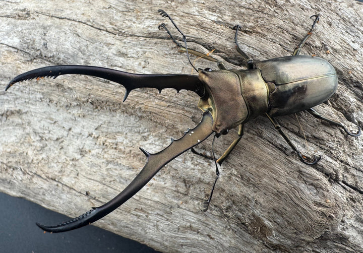 【WD】《メタリフェルホソアカ亜種finae 75.5mm ペア》