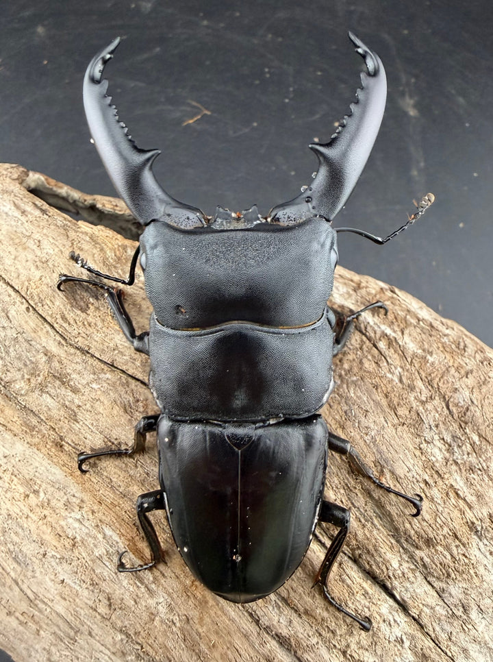 【WD】《ミンダナオヒラタ マラグサン産 85mm ペア》