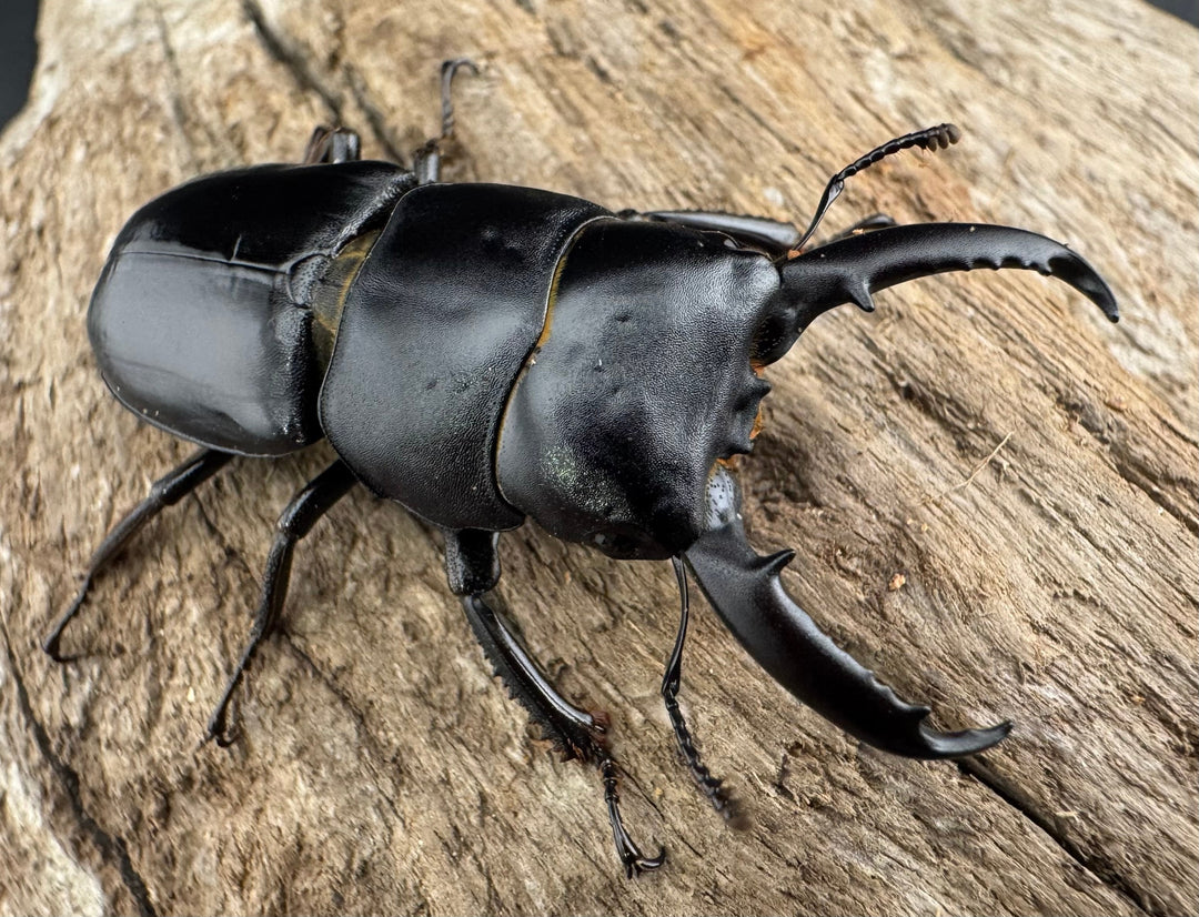 【WF11】《チョウセンヒラタ 43mm ペア》