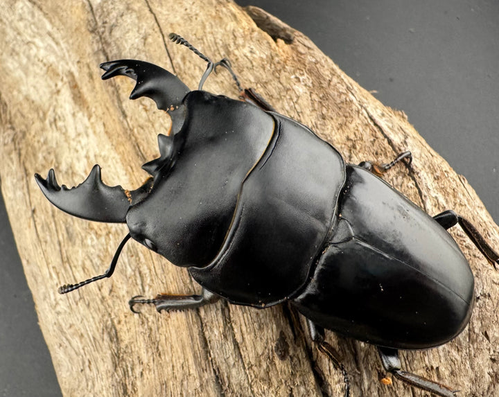 【WD】《アルキデスヒラタ ベンクール産 短歯 73mm ペア》