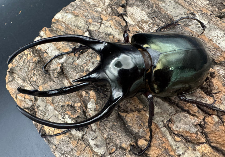 【WD】《ジャワコーカサスオオカブト 109mm ペア》