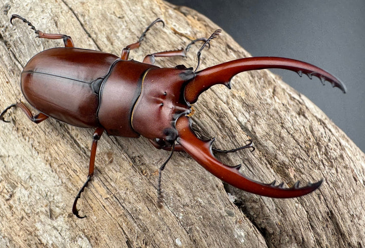 【WD】《アスタコイデス亜種fraternus 51mm ペア》