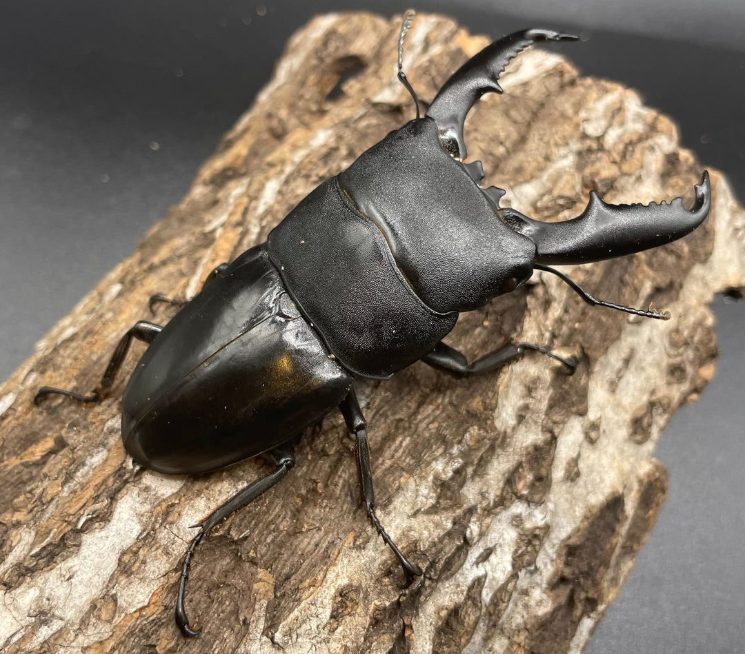 【WD】大型《ミンダナオヒラタ 90mm ペア》