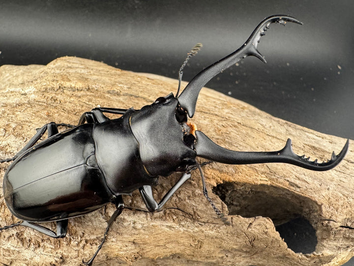 【WD】《 ギラファノコギリ亜種マキタイ 87.5mm ペア》