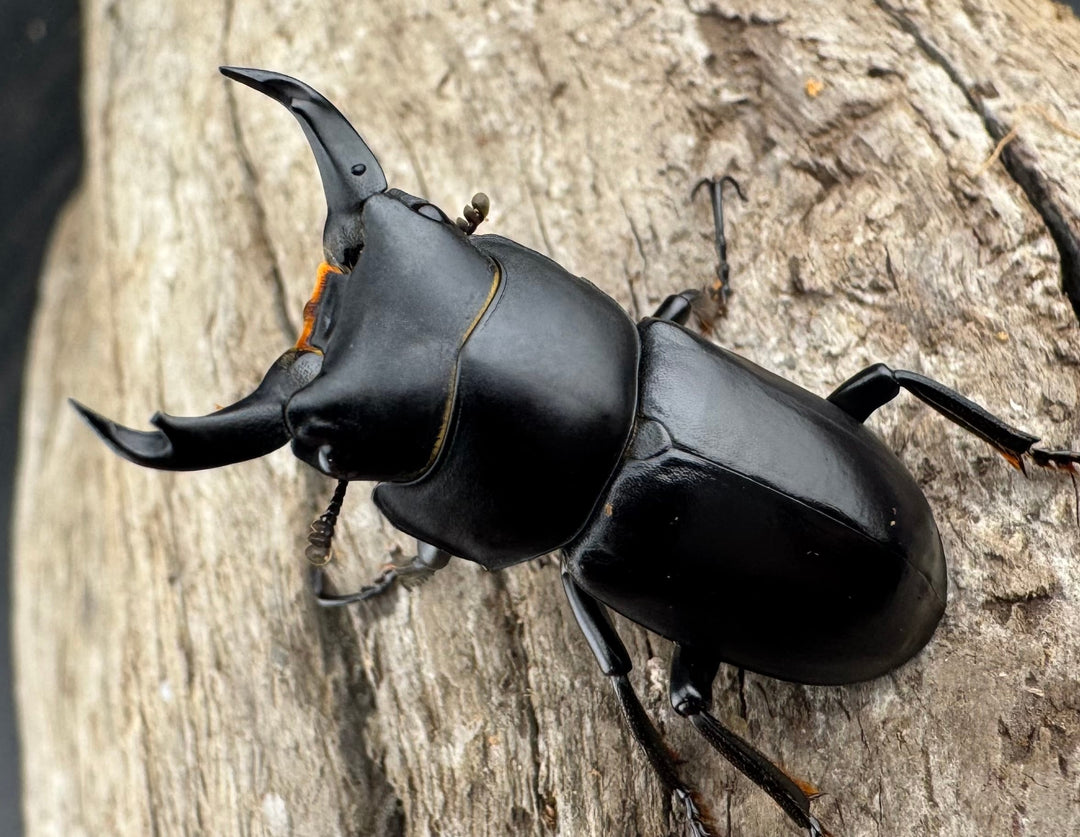 【F0】《ウーコクワガタ 甘粛省 32mm ペア》