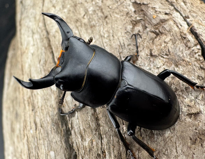 【F0】《ウーコクワガタ 甘粛省 32mm ペア》