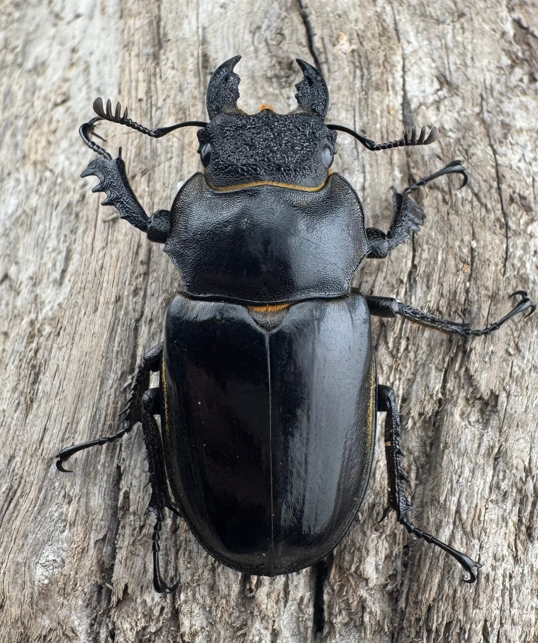 【WD】《セリケウスミヤマ ssp. 61mm ペア》