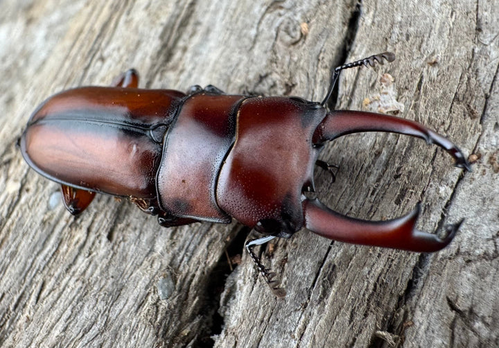 【WD】《プセウダクシスコクワ 25.5mm ペア》