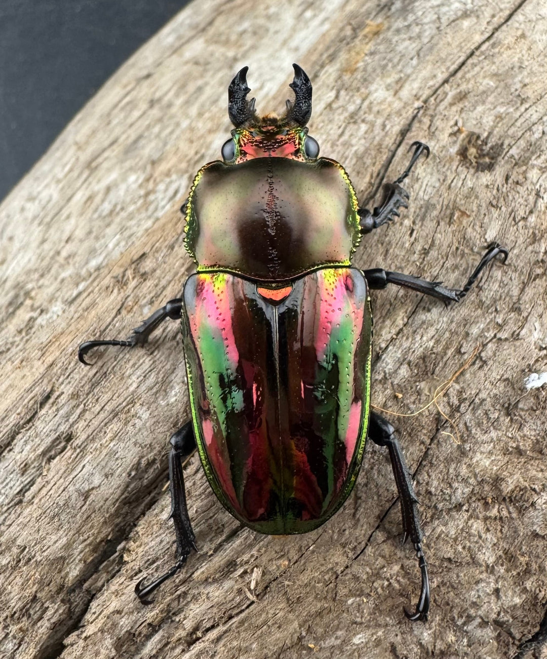 《ニジイロクワガタ 53mm ペア》