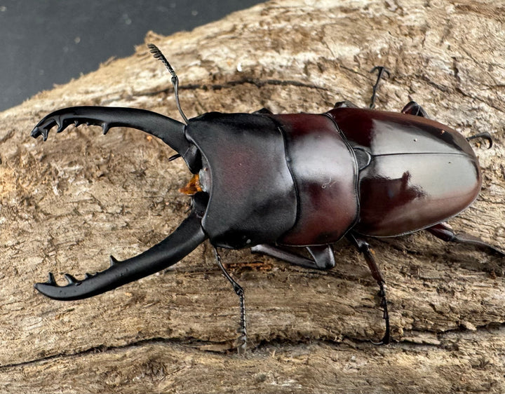 【WD】《ドルサリスノコギリ原名亜種 ボアク島産 53mm ペア》