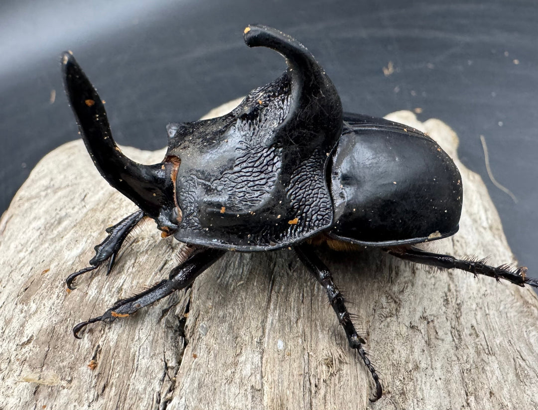 【WD】《シムソンメンガタカブト 南カリマンタン産 56mm ♂単》