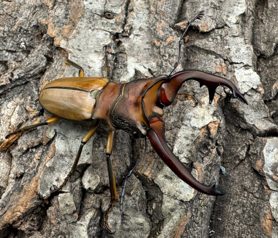 【WD】大歯《アラガールホソアカ 65mm ペア》