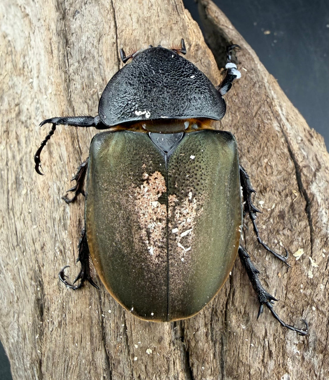 【WF1】《アトラスオオカブト亜種シンタエ 73mm ペア》