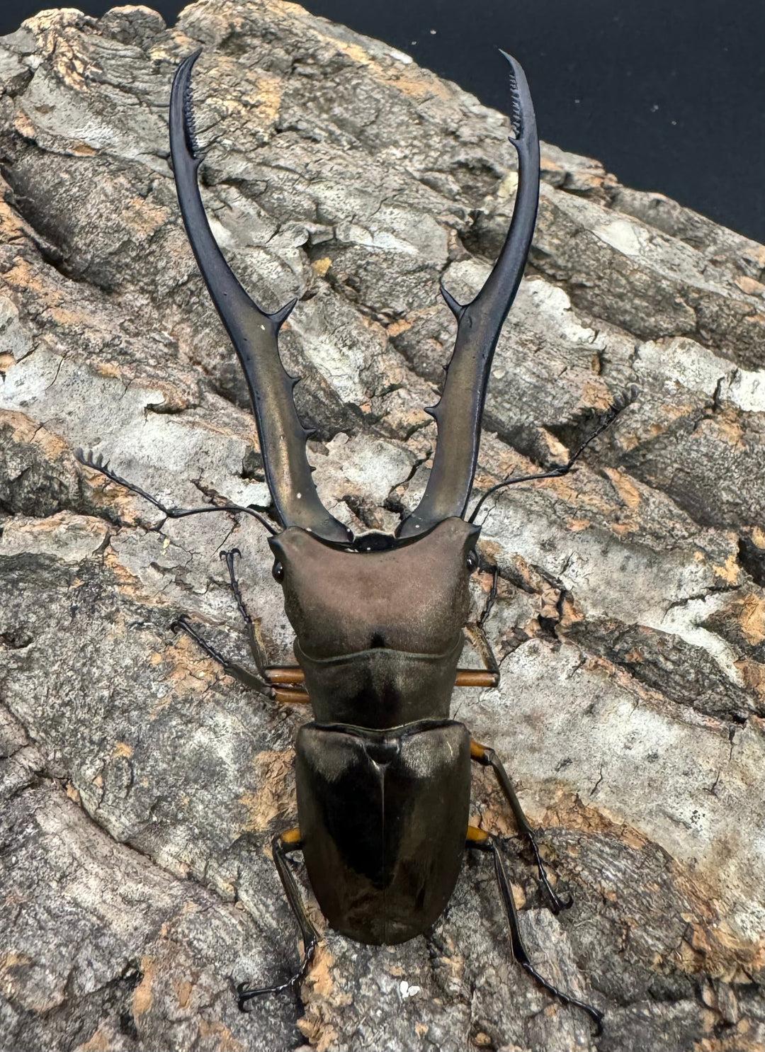 【WD】《メタリフェルホソアカ 85.5mm ペア》