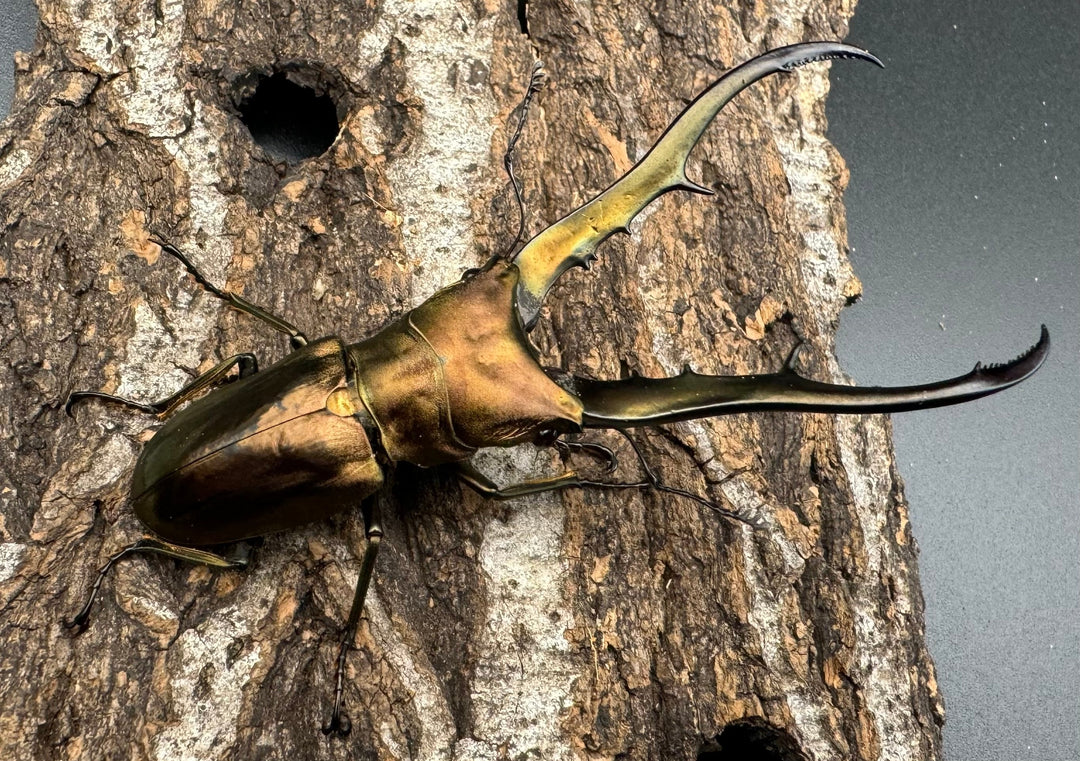 【WD】《メタリフェルホソアカ 81mm ペア》