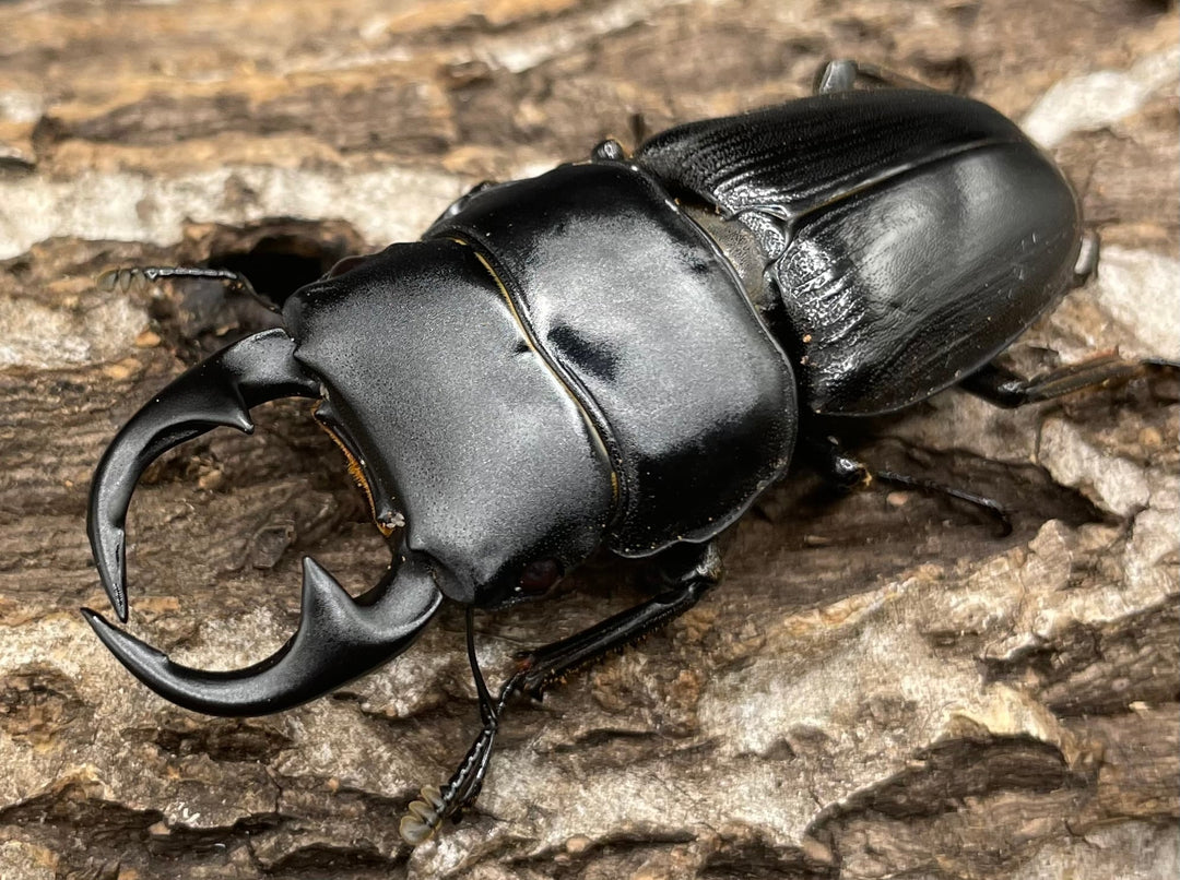 【WD】《パラワンパリーオオクワ 60mmUP ペア》