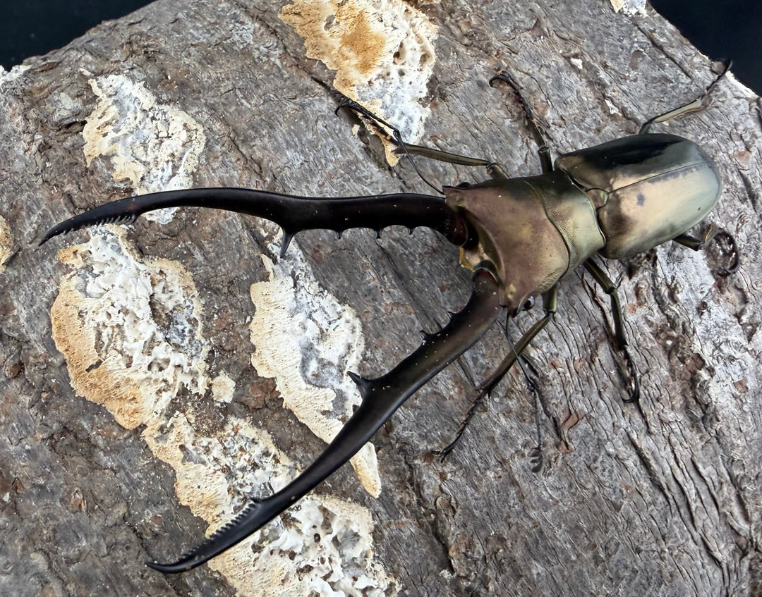 【WD】《メタリフェルホソアカ亜種フィナエ 85.5mm ペア》