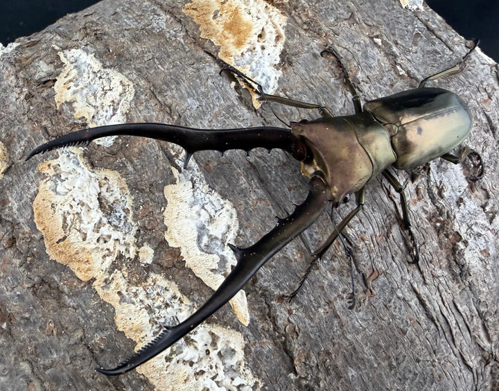 【WD】《メタリフェルホソアカ亜種フィナエ 85.5mm ペア》