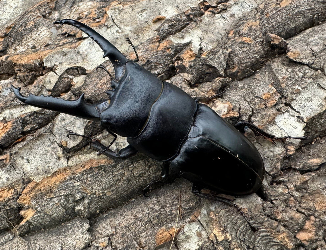 特別特価!!《ツシマヒラタクワガタ 70-77mm ペア》