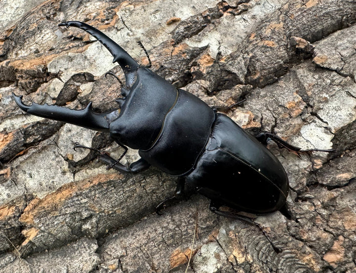 特別特価!!《ツシマヒラタクワガタ 70-77mm ペア》