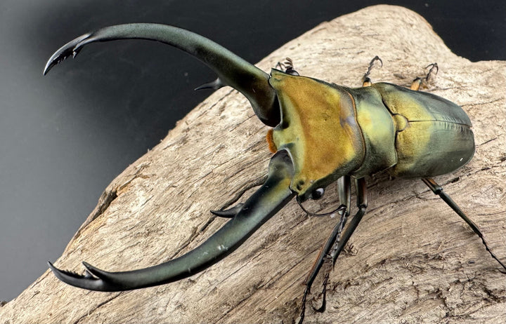 【美麗】《エラフスホソアカ 84mm ペア》セルヴォラン氏ブリード個体