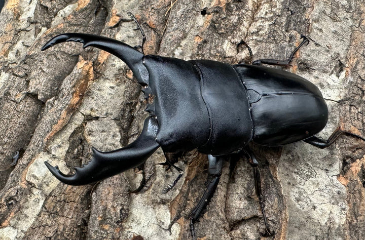 【WD】《南カマリネスヒラタ 85mm ペア》