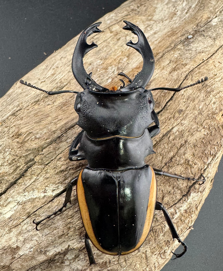 【WD】《クベラツヤクワガタ亜種sinensis ラオス産 81mm Bペア》