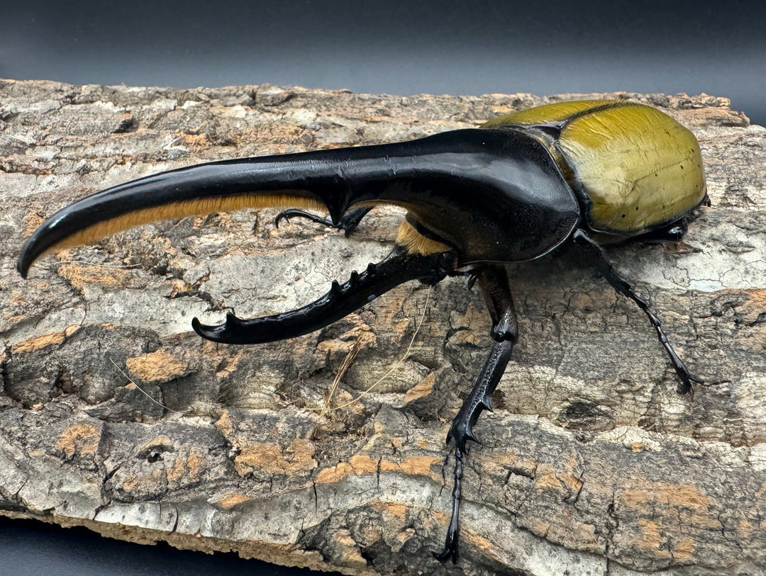 《ヘラクレス・ヘラクレス 143mm ペア》