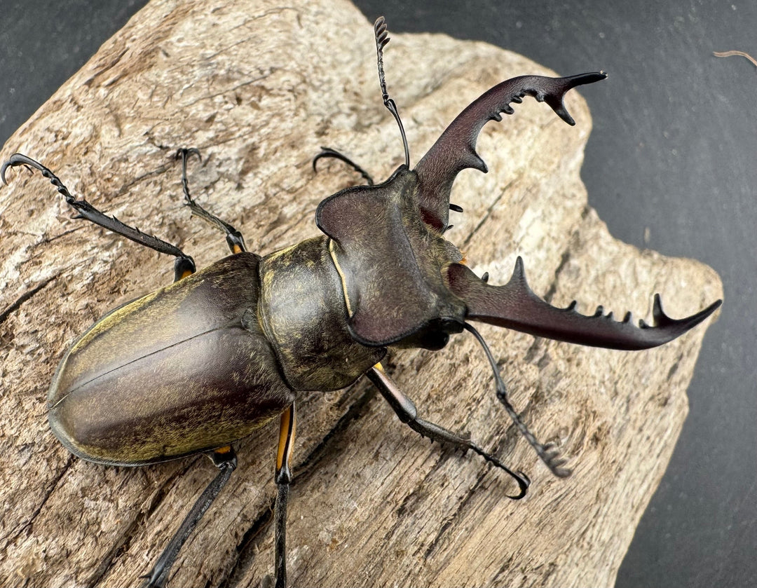 【WD】《ディボウスキーミヤマ原名亜種（チョウセンミヤマ） 遼寧省産 57mm ペア》