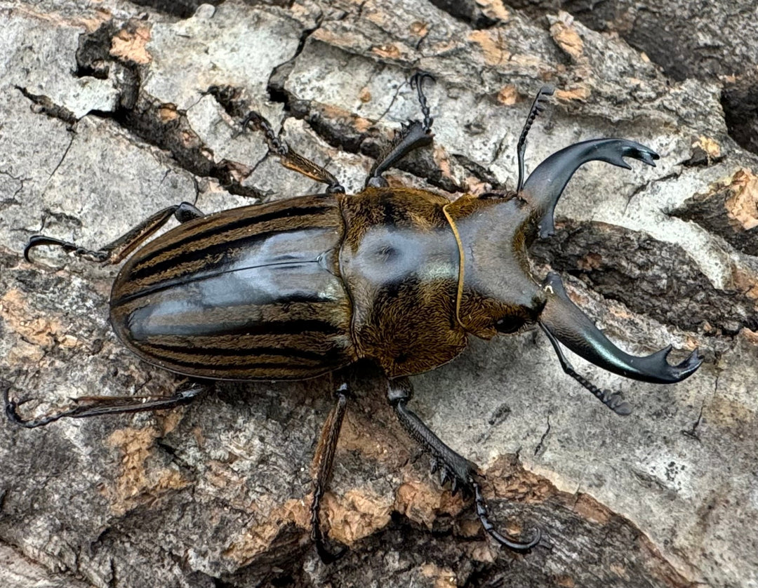 【WD】《ストリアータツヤクワガタ 44mm ペア》