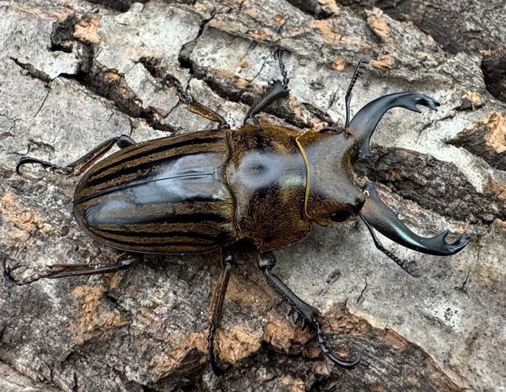 【WD】《ストリアータツヤクワガタ 44mm ペア》