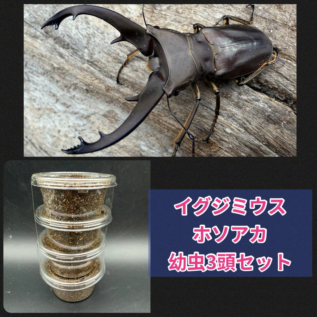 《イグジミウスホソアカ 幼虫3頭セット》