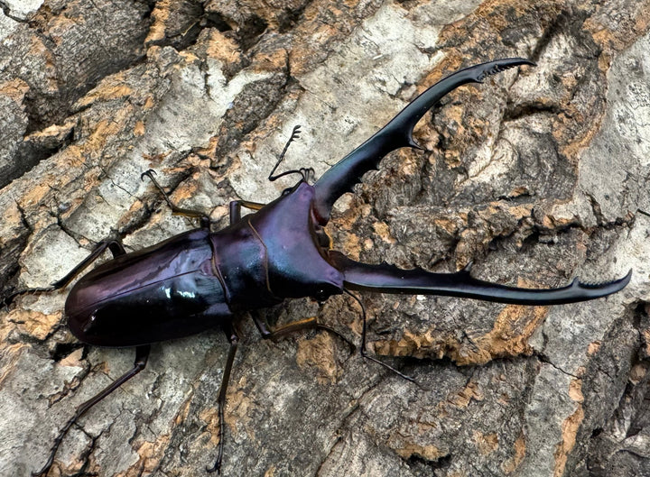 【美麗】即ブリ《メタリフェルホソアカ 69mm ペア》わたくわ氏ブリード個体