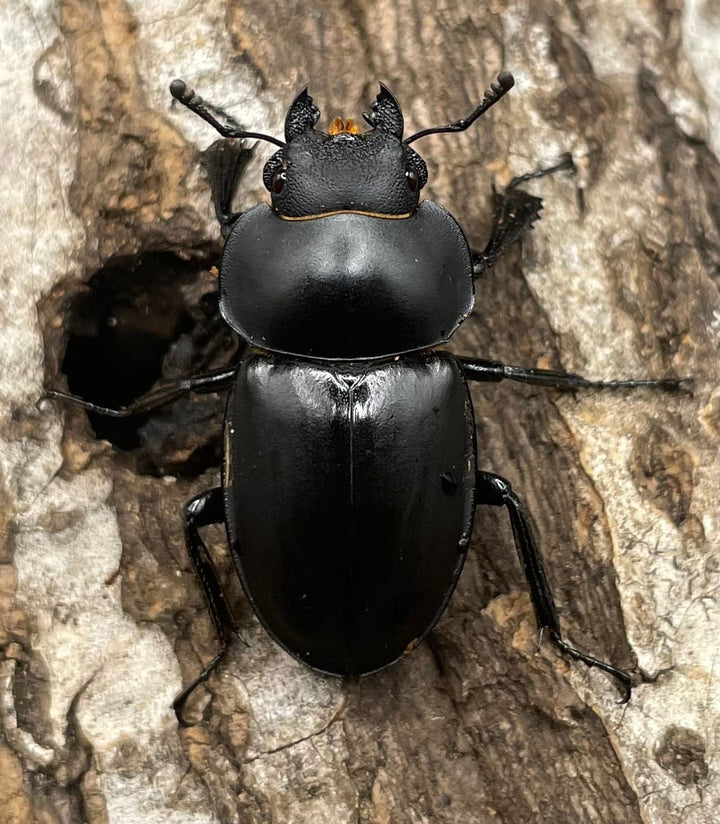 【WD】《チュウゴクマルバネクワガタ原名亜種 36.5mm A’ペア》