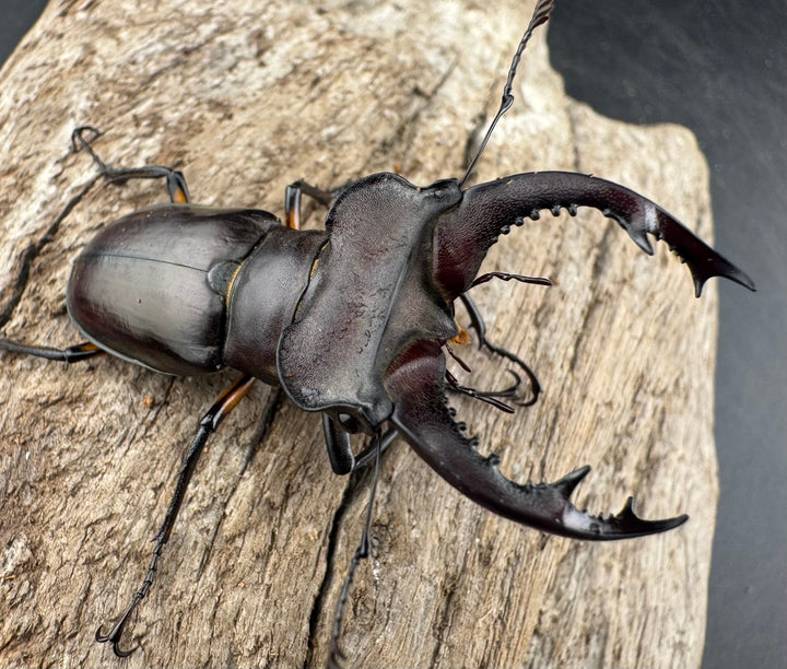 【WD】《シセンミヤマクワガタ 重慶市 27mm ♀単》