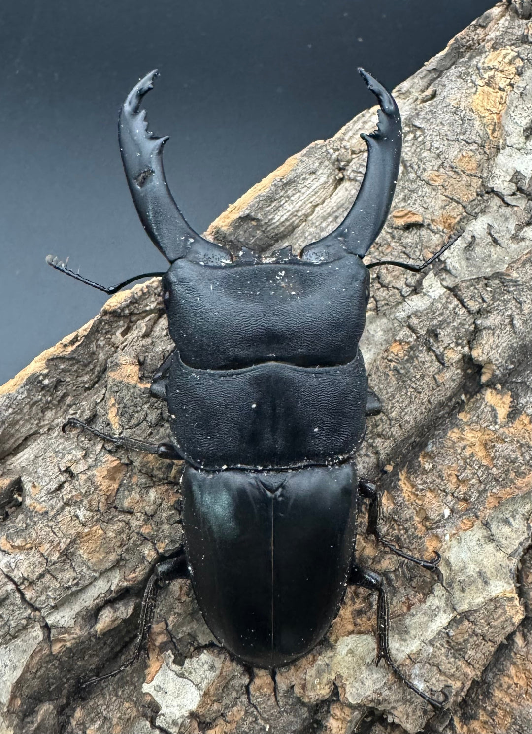 【WD】《北カマリネスヒラタ 86mm ♂単》