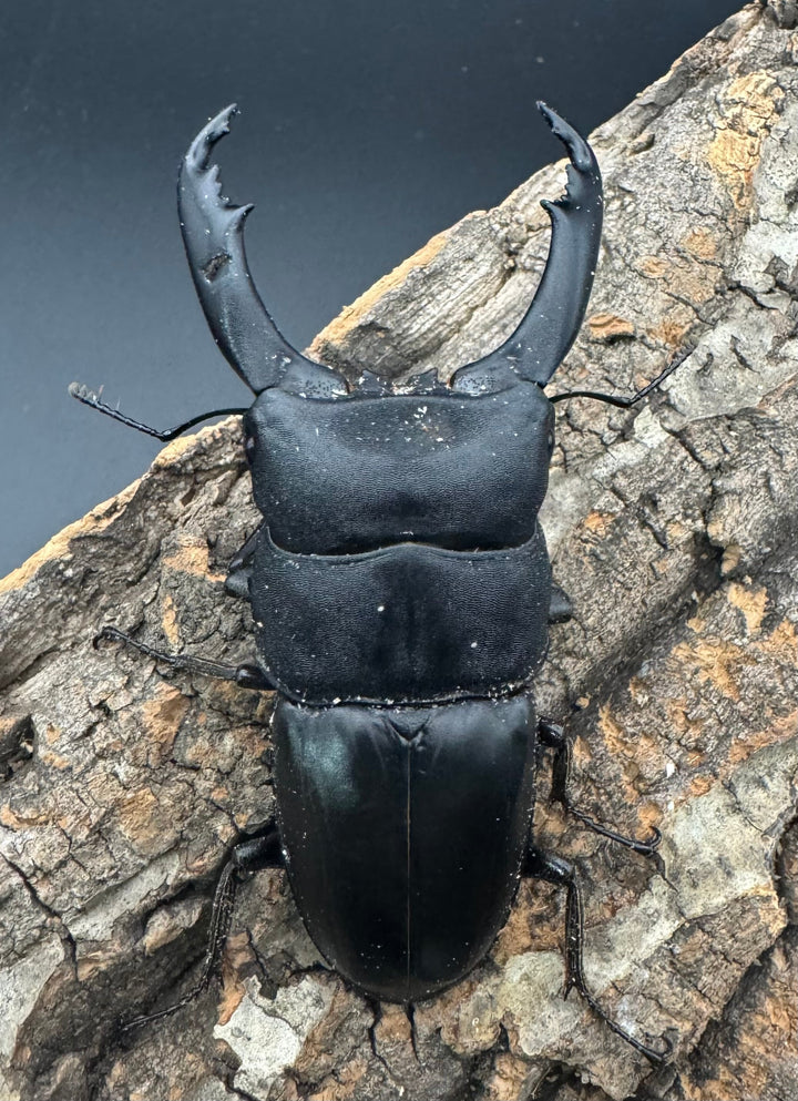 【WD】《北カマリネスヒラタ 86mm ♂単》