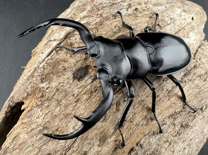 【WD】《ウエストウッディ亜種カズミアエ 雲南省産 71mm A’品ペア》