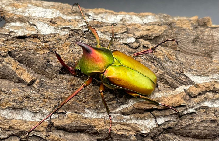 【WD】美麗種《ロドリゲスヒメカブトハナムグリ 32mm ペア》