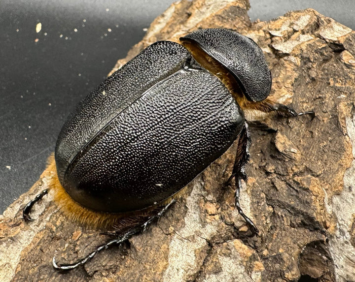 《サタンオオカブト 96mm ペア》