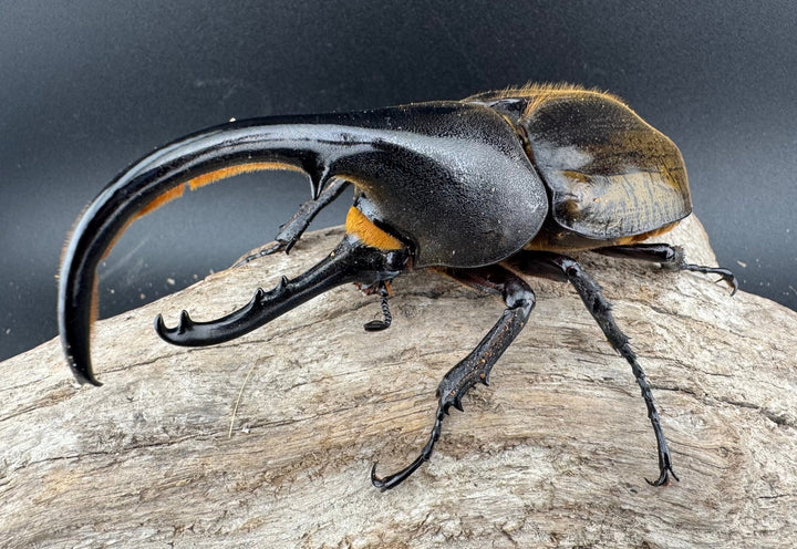 【WF11】《ヘラクレス・ブリュゼニ 117mm ♂♀♀トリオ（現トリニダーデンシス）》inohiro109氏ブリード個体