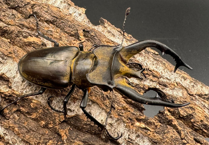 【WD】《チベットミヤマ亜種フルキフェル 75mm ペア》