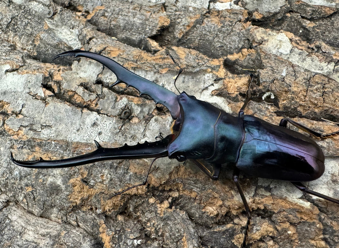 【美麗】高グレード《メタリフェルホソアカ 75mm ペア》わたくわ氏ブリード個体