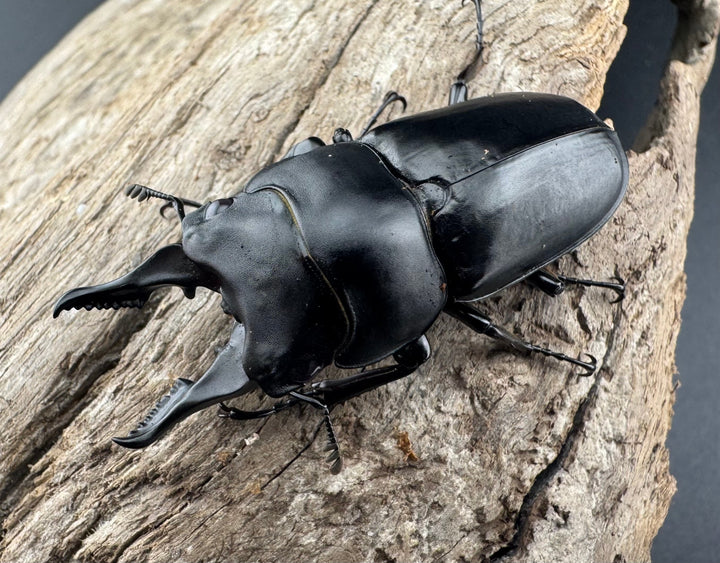 【WF3】《セリコルニスノコギリ 45.5mm ♂単》