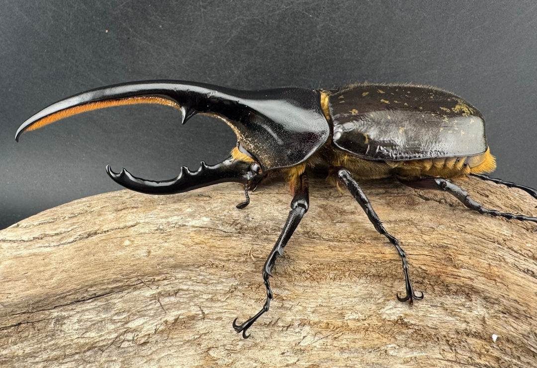 《ヘラクレス・ヘラクレス 135mm ペア》