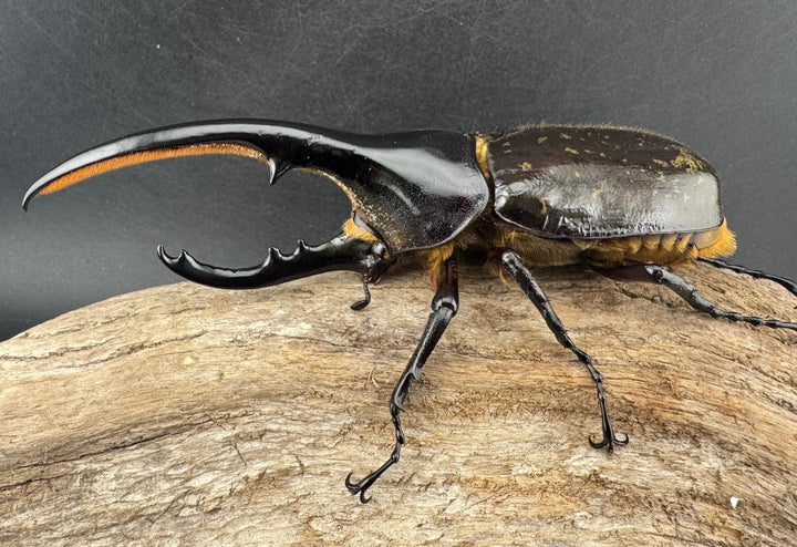 《ヘラクレス・ヘラクレス 135mm ペア》