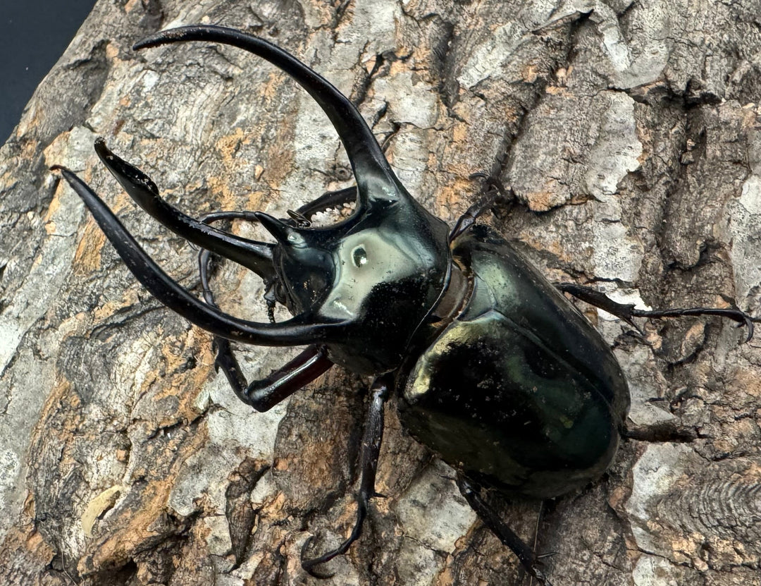 【WD】《ミンダナオアトラスオオカブト 90mm ペア》