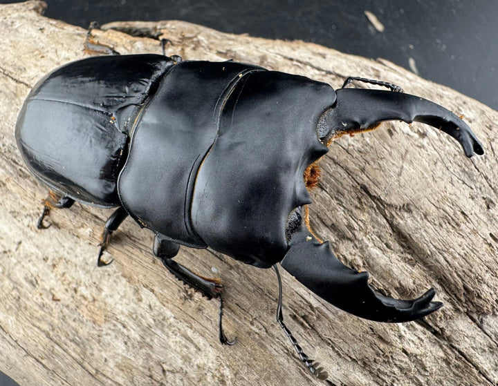 【WD】《ユーリケファルスヒラタ 74.5mm ペア》