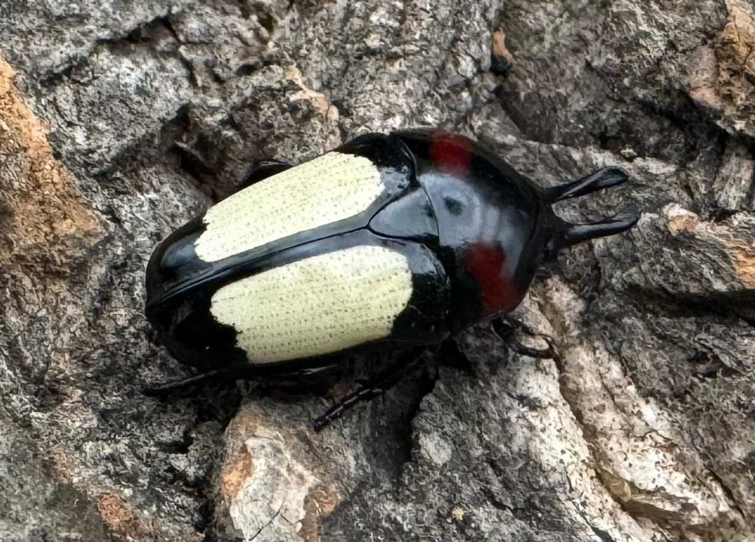 《キモンツノホソカナブン ペア》